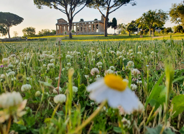 Paestum anteprima